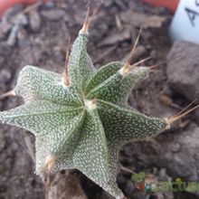 Una foto de Astrophytum ornatum