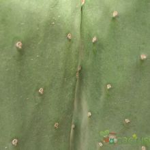 A photo of Opuntia ficus-indica