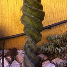 Una foto de Cereus forbesii f. spiraliforme