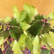 Una foto de Euphorbia ammak