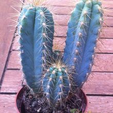 A photo of Pilosocereus azulensis