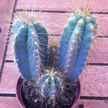 A photo of Pilosocereus azulensis