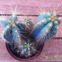 A photo of Pilosocereus azulensis