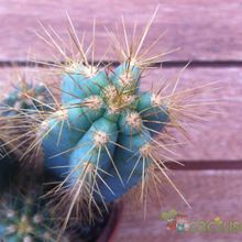 A photo of Pilosocereus azulensis