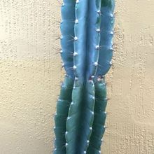 Foto de un cactus que se está identificando actualmente