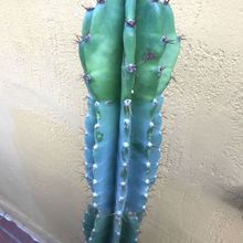 Foto de un cactus que se está identificando actualmente