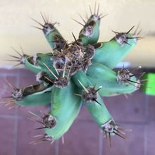 Foto de un cactus que se está identificando actualmente