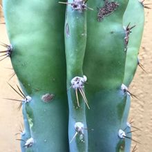 Foto de un cactus que se está identificando actualmente