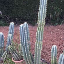 Foto de un cactus que se está identificando actualmente
