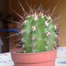 A photo of Carnegiea gigantea
