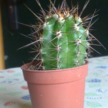 A photo of Carnegiea gigantea
