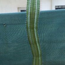 A photo of Stenocereus griseus