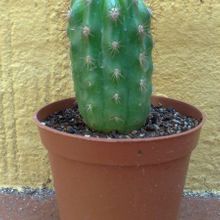 A photo of Oreocereus celsianus