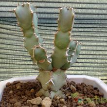 A photo of Euphorbia caerulescens
