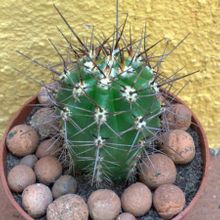 A photo of Carnegiea gigantea