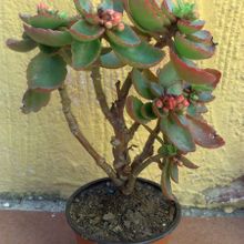 Una foto de Kalanchoe blossfeldiana