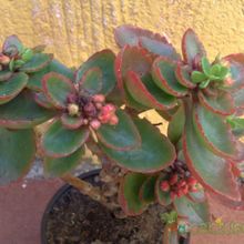 Una foto de Kalanchoe blossfeldiana