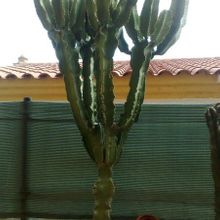 Una foto de Euphorbia candelabrum