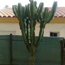 Una foto de Euphorbia candelabrum