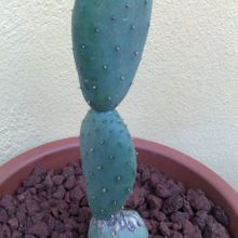 Una foto de Opuntia aurea