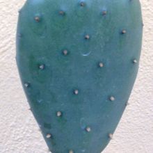 Una foto de Opuntia aurea
