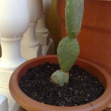 Una foto de Opuntia aurea