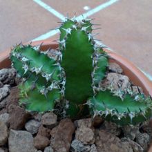 Una foto de Euphorbia restricta  