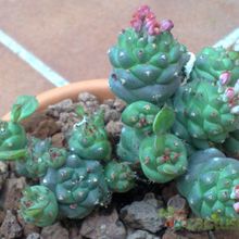 A photo of Euphorbia ritchiei subsp. nyambensis