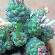 A photo of Euphorbia ritchiei subsp. nyambensis