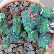 A photo of Euphorbia ritchiei subsp. nyambensis
