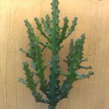 Una foto de Euphorbia mayuranathanii  
