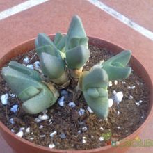 Una foto de Cheiridopsis brownii