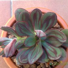 Una foto de Echeveria nodulosa