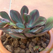 Una foto de Echeveria nodulosa