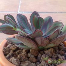 Una foto de Echeveria nodulosa