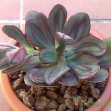 Una foto de Echeveria nodulosa
