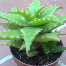 A photo of Aloe cv. nuda