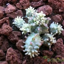 A photo of Euphorbia mammillaris fma. variegada