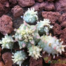 A photo of Euphorbia mammillaris fma. variegada