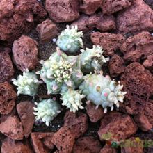 A photo of Euphorbia mammillaris fma. variegada
