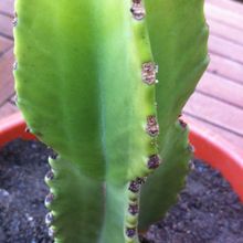 Una foto de Euphorbia ingens