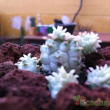 A photo of Euphorbia mammillaris fma. variegada