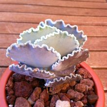 Una foto de Cotyledon orbiculata var. undulata
