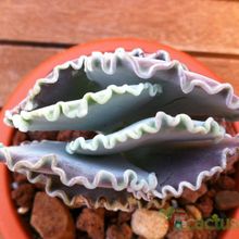 Una foto de Cotyledon orbiculata var. undulata