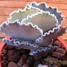Una foto de Cotyledon orbiculata var. undulata