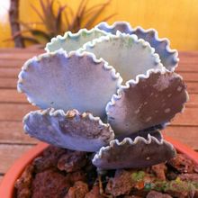 Una foto de Cotyledon orbiculata var. undulata