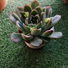 A photo of Echeveria pulidonis