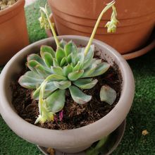 A photo of Echeveria pulidonis