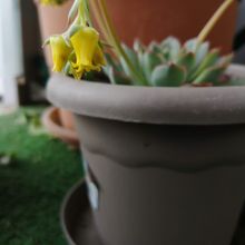 A photo of Echeveria pulidonis
