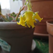 A photo of Echeveria pulidonis